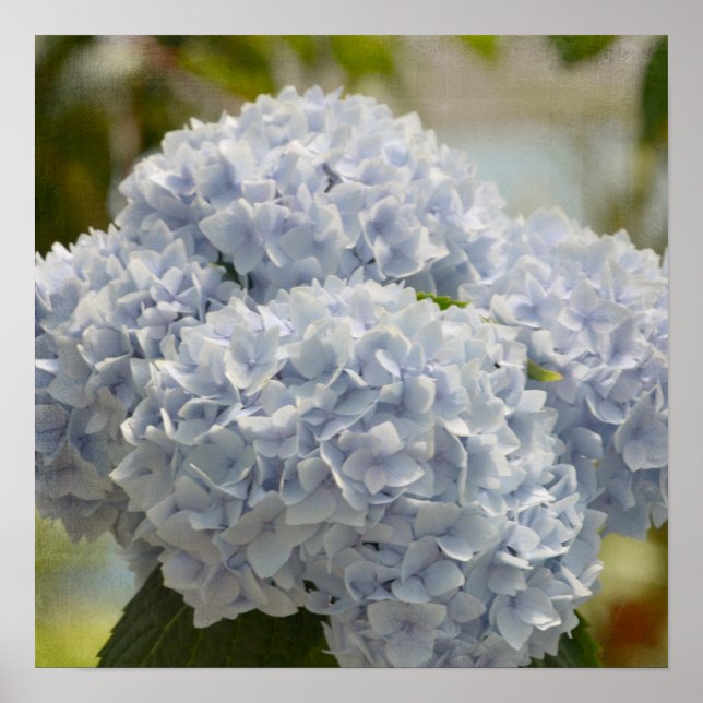 Pôster Blue Hydrangeas (Frente)