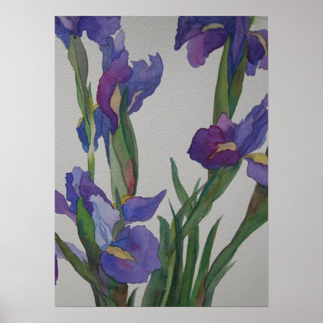 Pôster Blue Iris (Frente)