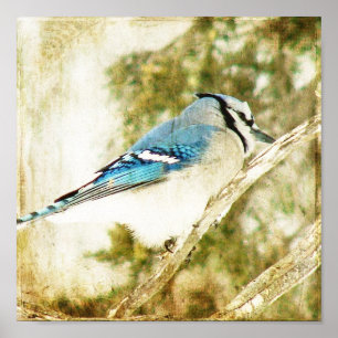 Pôster Blue Jay
