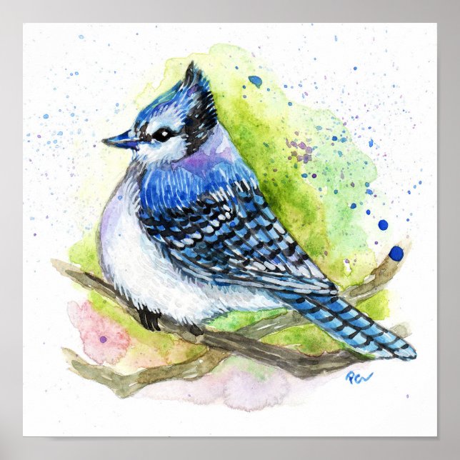 Poster Blue Jay (Frente)