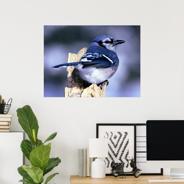 Pôster Blue Jay Bird (Escritório em casa)