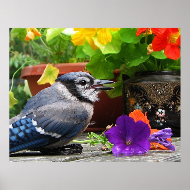 Pôster Blue Jay com Flores (Frente)