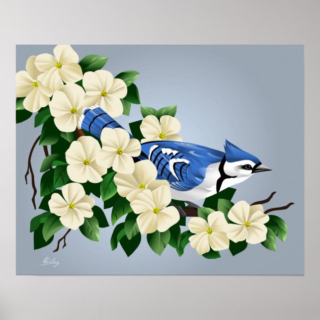 Pôster Blue Jay Entre Dogwood Flower (Frente)