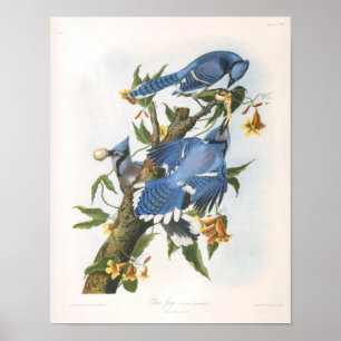 Poster Blue Jay, John James Audubon Fine Art