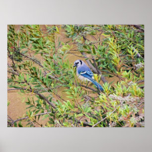 Poster Blue Jay on Wax Myrtle