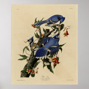 Poster Blue Jay - Pássaros da América de John James Audub