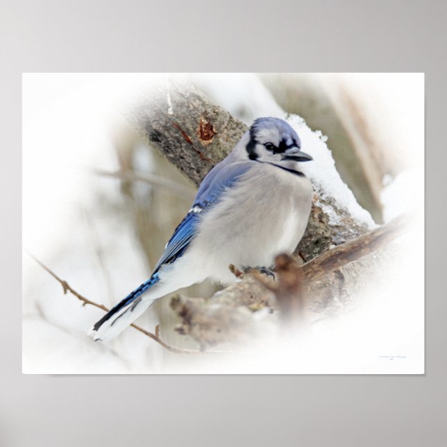 Pôster Blue Jay Songbird na neve (Frente)