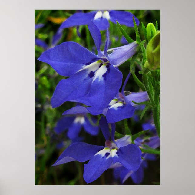 Poster Blue Lobelia (Frente)