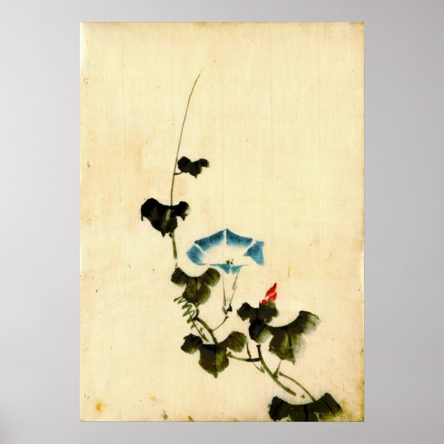 Poster Blue Morning Glory Vine 1840 (Frente)