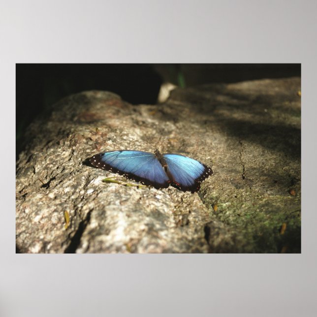 Poster Blue Morpho, Niagara Parks, Canadá (Frente)