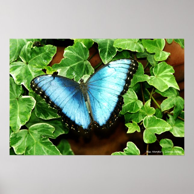 Pôster Blue Morpho Print (Frente)