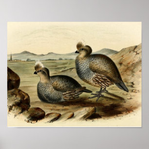 Poster Blue Partridge