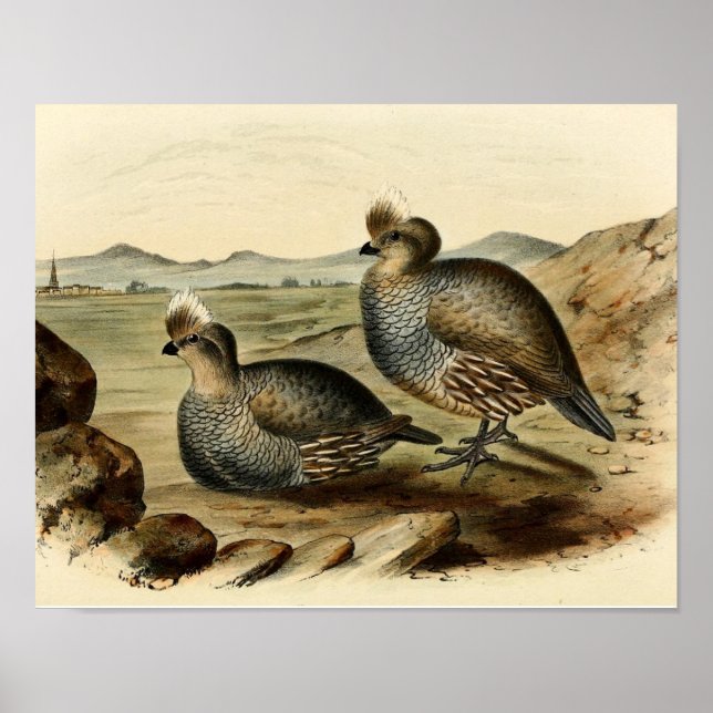 Poster Blue Partridge (Frente)