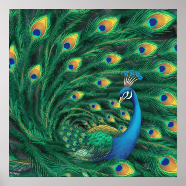 Poster Blue Peacock Bird (Frente)