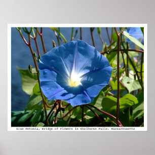 Poster Blue Petunia on the Bridge of Flowers, Mass.