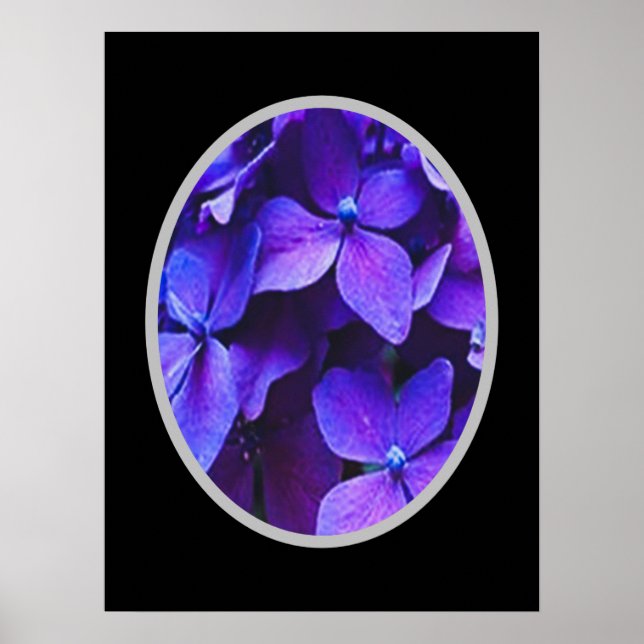 Poster BLUE RED Hydrangea      (Frente)