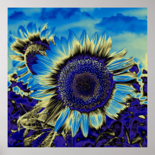 Poster Blue Sunflower