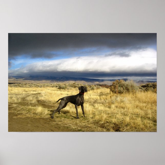 Poster Blue Weimaraner Suprise (Frente)