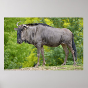 Pôster Blue wildebeest