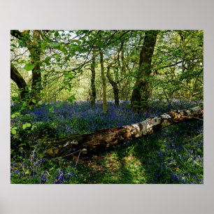 Poster Bluebell Forrest Flores Selvagens Arte Fotográfic