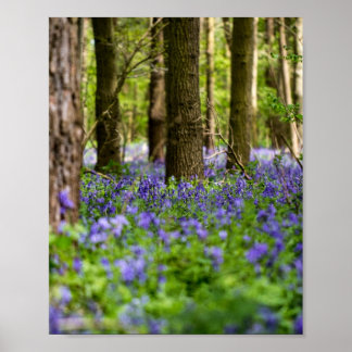 Pôster Bluebell Woods