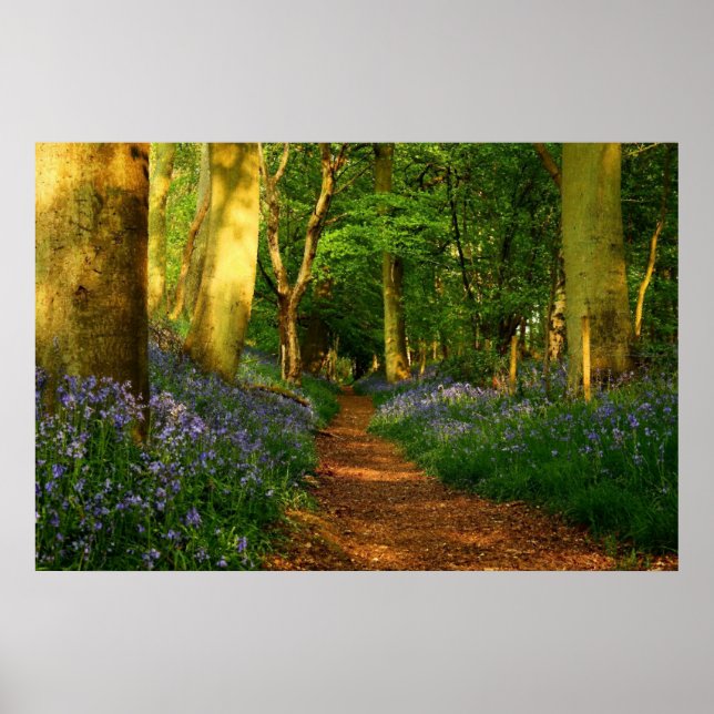 Pôster Bluebell Woods (Frente)
