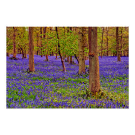 Pôster Bluebell Woods Grays Court Oxfordshire Inglaterra