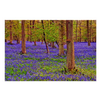Pôster Bluebell Woods Grays Court Oxfordshire Inglaterra