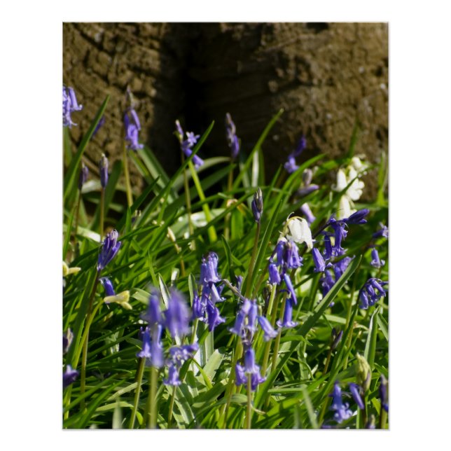 Pôster Bluebells (Frente)