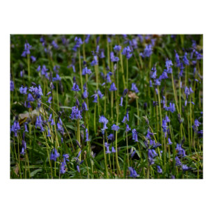Pôster Bluebells