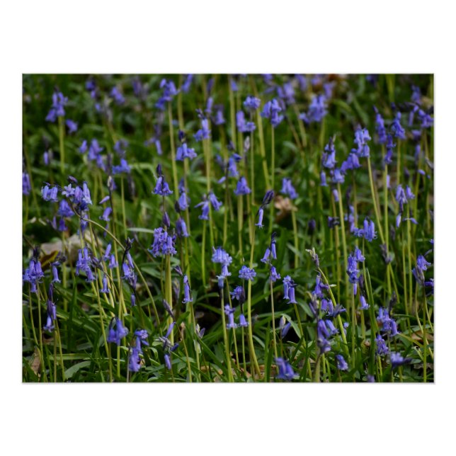Pôster Bluebells (Frente)