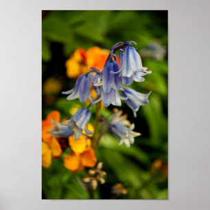 Poster Bluebells Bluebell Flores Hyacinthoides