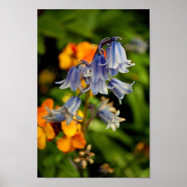 Poster Bluebells Bluebell Flores Hyacinthoides (Frente)