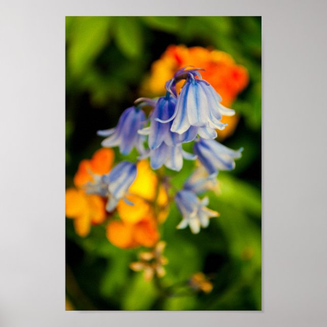 Poster Bluebells Bluebell Flores Hyacinthoides (Frente)