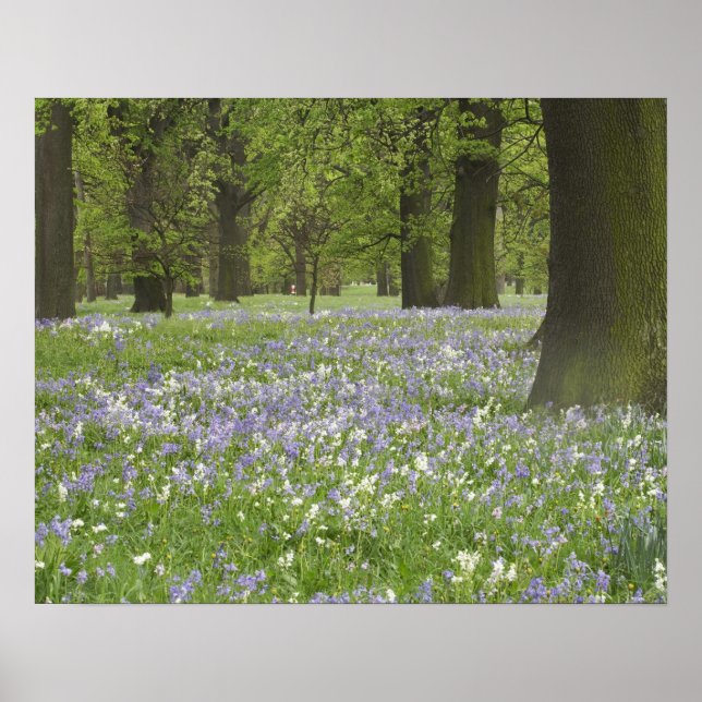 Pôster Bluebells e Oak Tres em Primavera, Little Hagley (Frente)