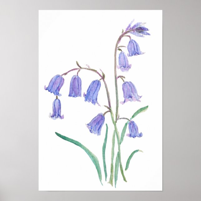 Poster bluebells flowers   watercolour flowers  (Frente)