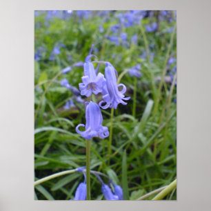 Pôster Bluebells ingleses