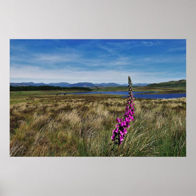 Poster Bluebells na Escócia (Frente)
