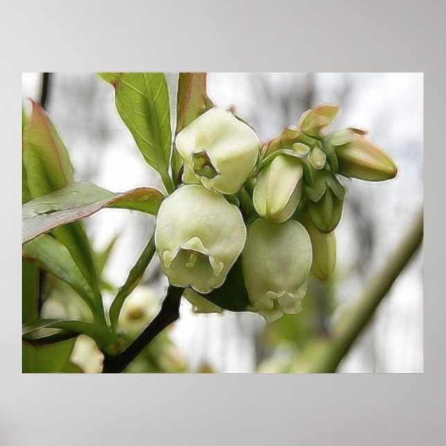 Pôster Blueberry Blossoms (Frente)