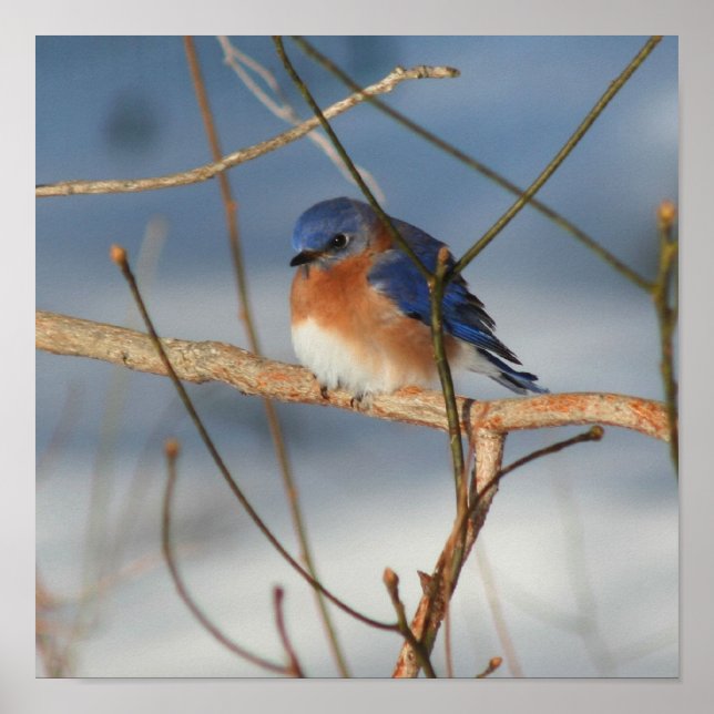 Poster Bluebird (Frente)