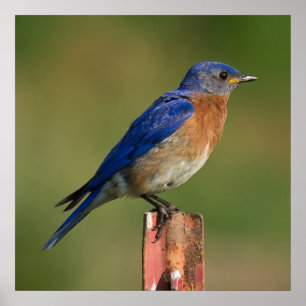 Pôster Bluebird
