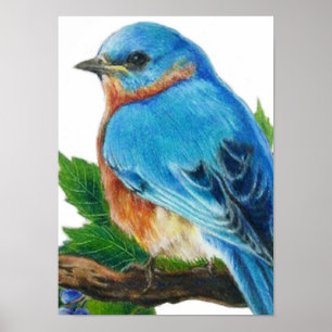 Pôster Bluebird da baga