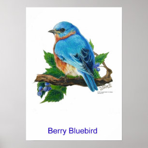 Pôster Bluebird da baga