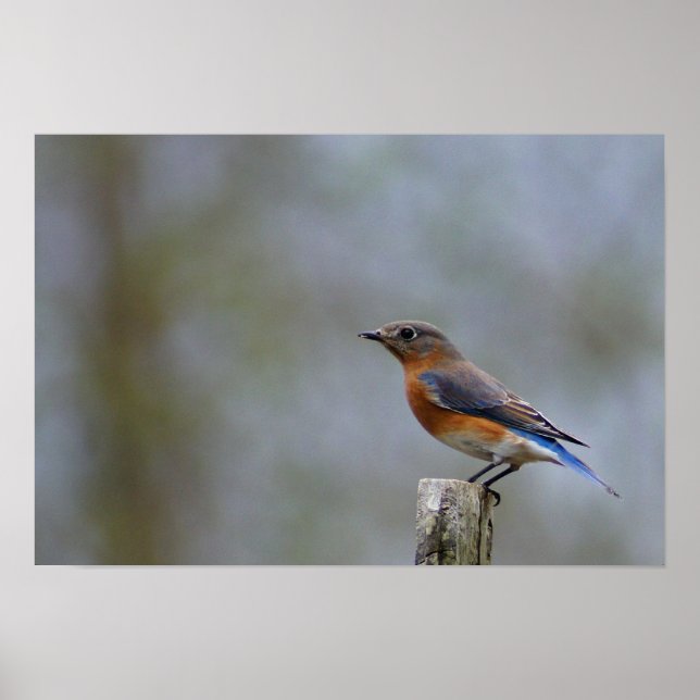 Pôster Bluebird em Posto (Frente)