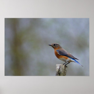 Pôster Bluebird no cargo