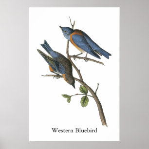Poster Bluebird ocidental, John Audubon