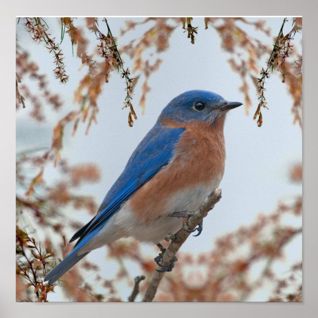 Pôster Bluebird of Happiness (Frente)