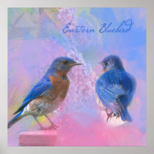 Poster Bluebird Oriental