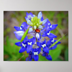 Pôster Bluebonnet afortunado