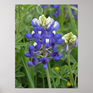 Pôster Bluebonnet de Texas